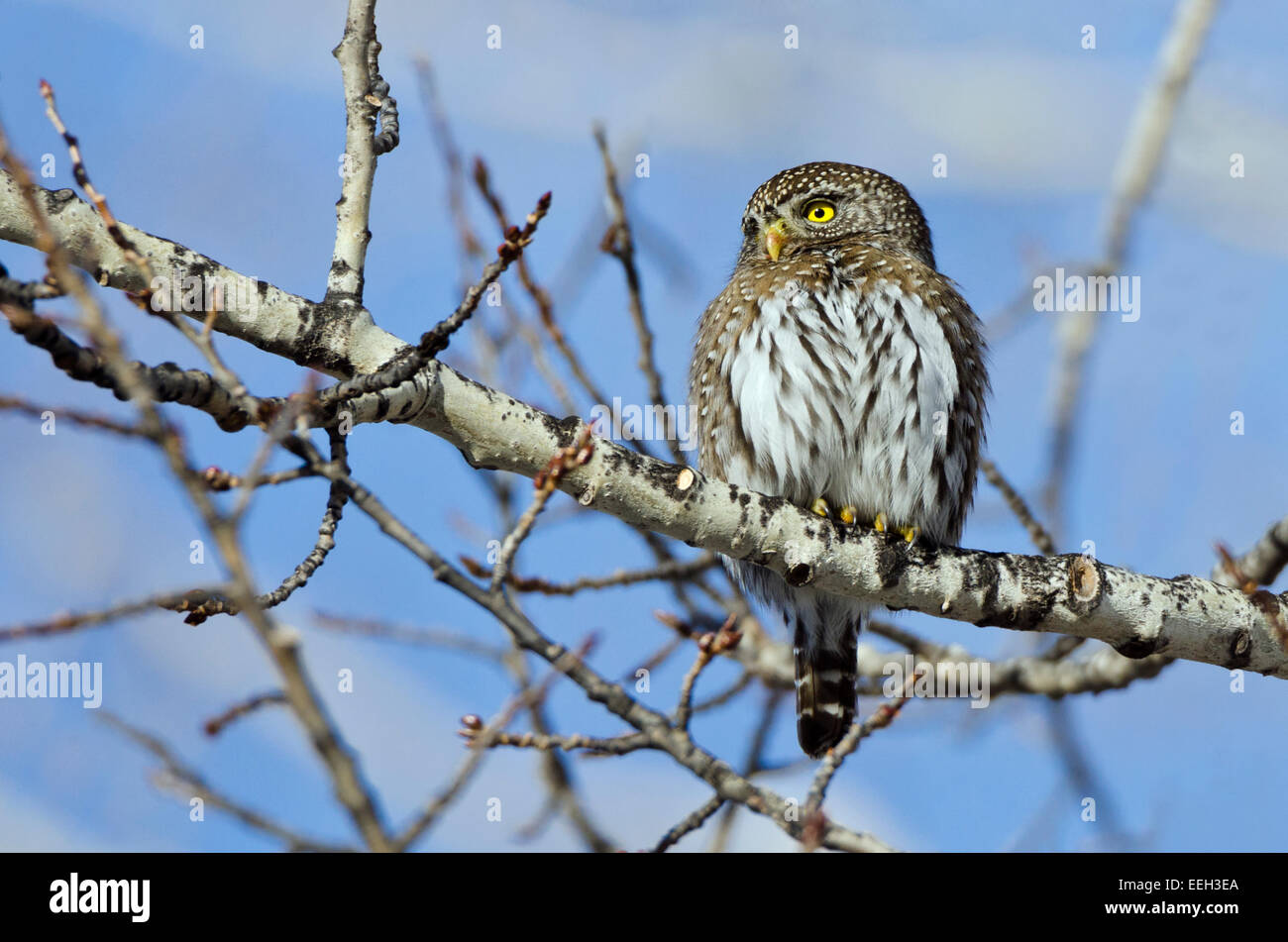 Nördlichen Sperlingskauz Stockfoto