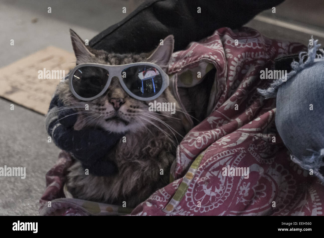 Las Vegas Nevada - Dezember 18: heimatlose Katze sitzt in einer Decke mit Sonnenbrille in der Nacht, 18. Dezember 2014 in Las Vegas, Stockfoto