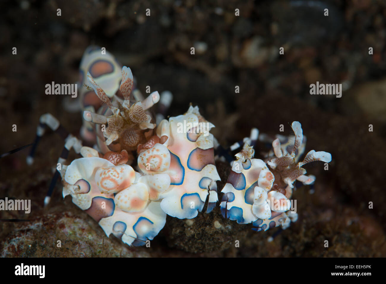 Ein paar bunte Harlekin Garnelen fressen einen Seestern Stockfoto