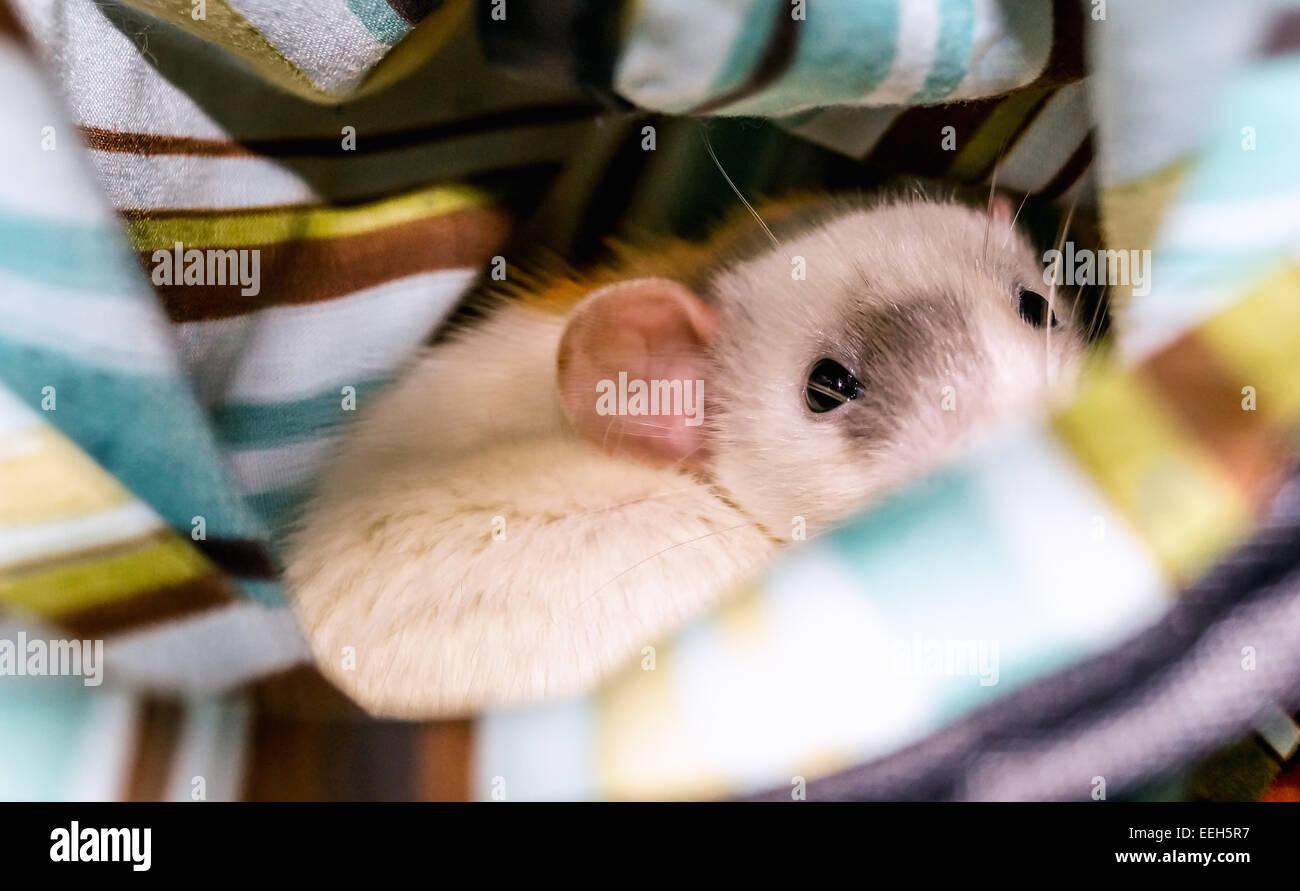 Weiße Dumbo Ratte im Käfig Hängematte in die Kamera schaut Stockfoto