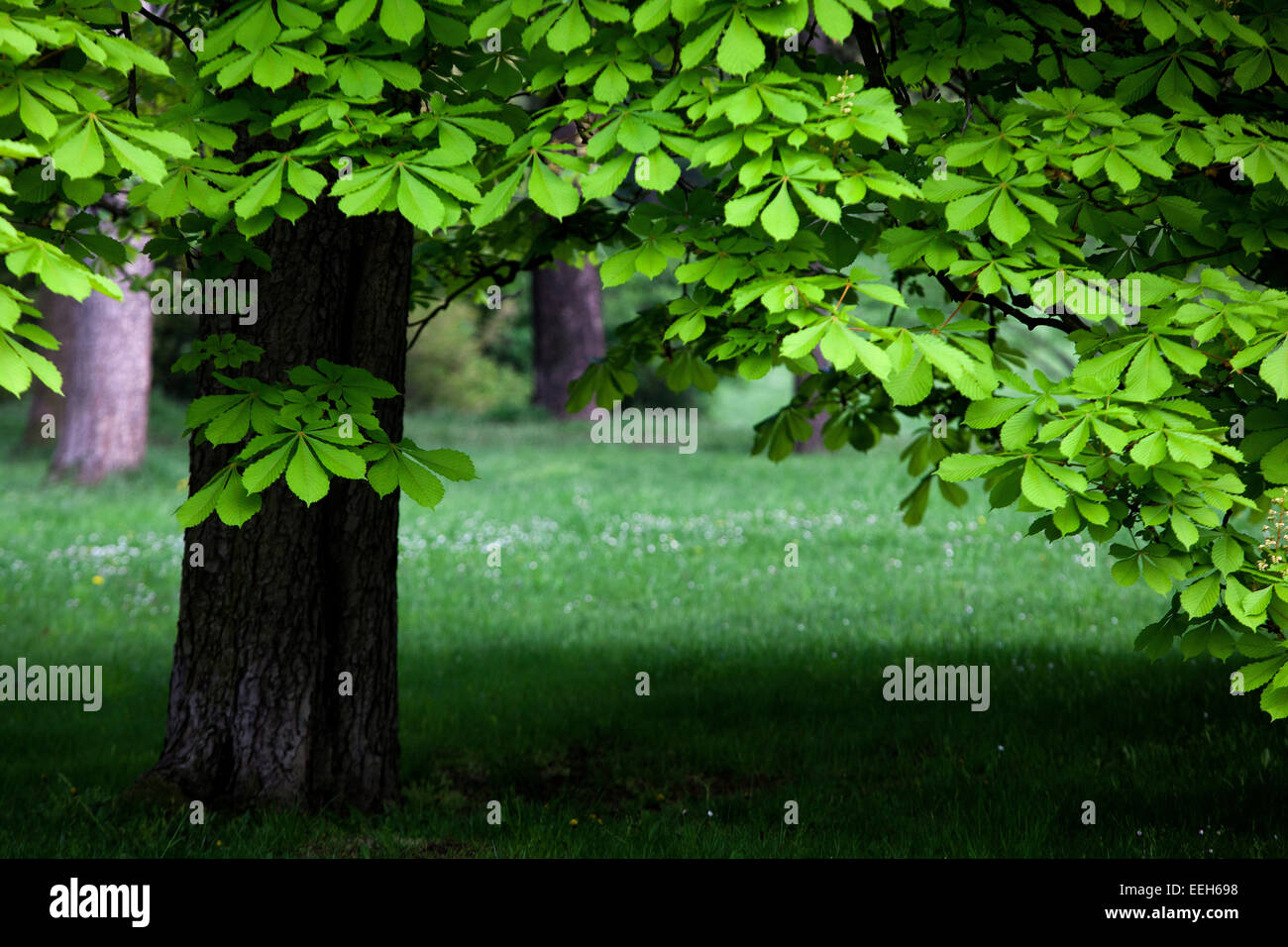 Rosskastanie, Aesculus hippocastanum Stockfoto