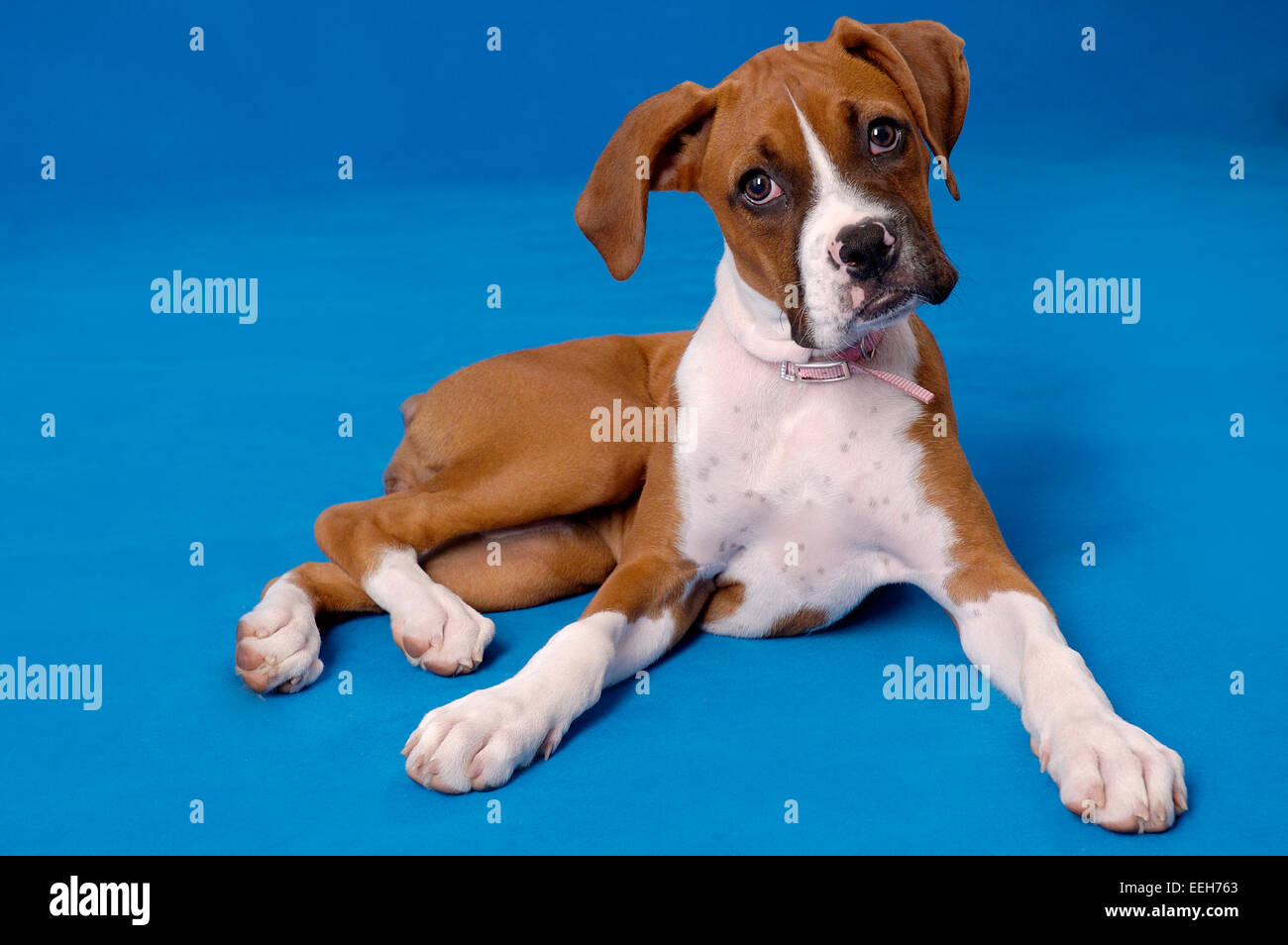 Boxer Welpe Hund auf blauem Studio Hintergrund Stockfoto