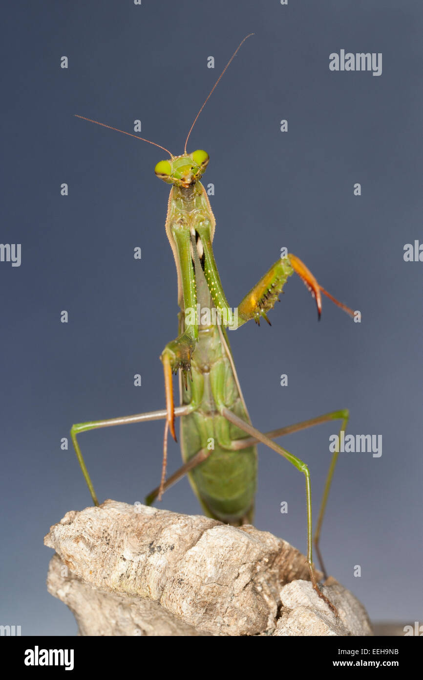 Gottesanbeterin, Gottesanbeterinnen, Mantes, Mantis, die Europäische Gottesanbeterin, Fangschrecke, Mantis Religiosa, Mante Religieuse Stockfoto