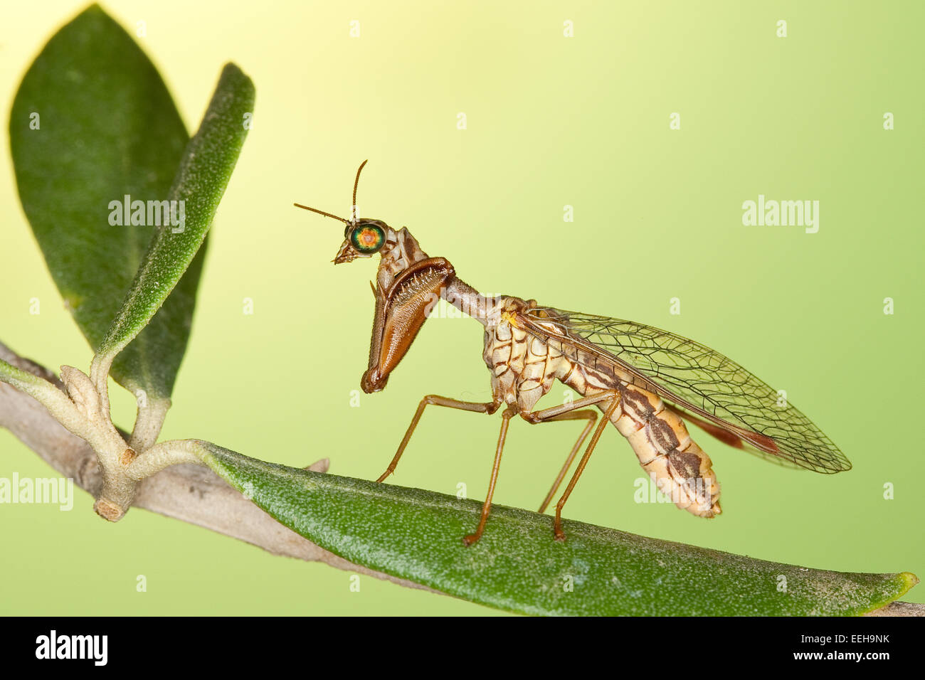 Steirische Fanghaft, Mantispa Styriaca, Sy Poda Pagana, Mantispa Pagana, Mantidfly, Mantis Fliege, Mantispid, Mantispe de Styrie Stockfoto