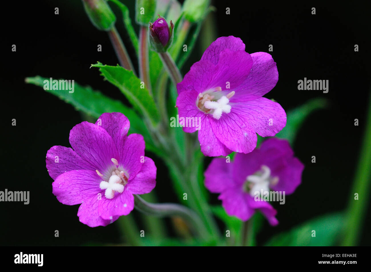 großen Weidenröschen, Epilobium hirsutum Stockfoto