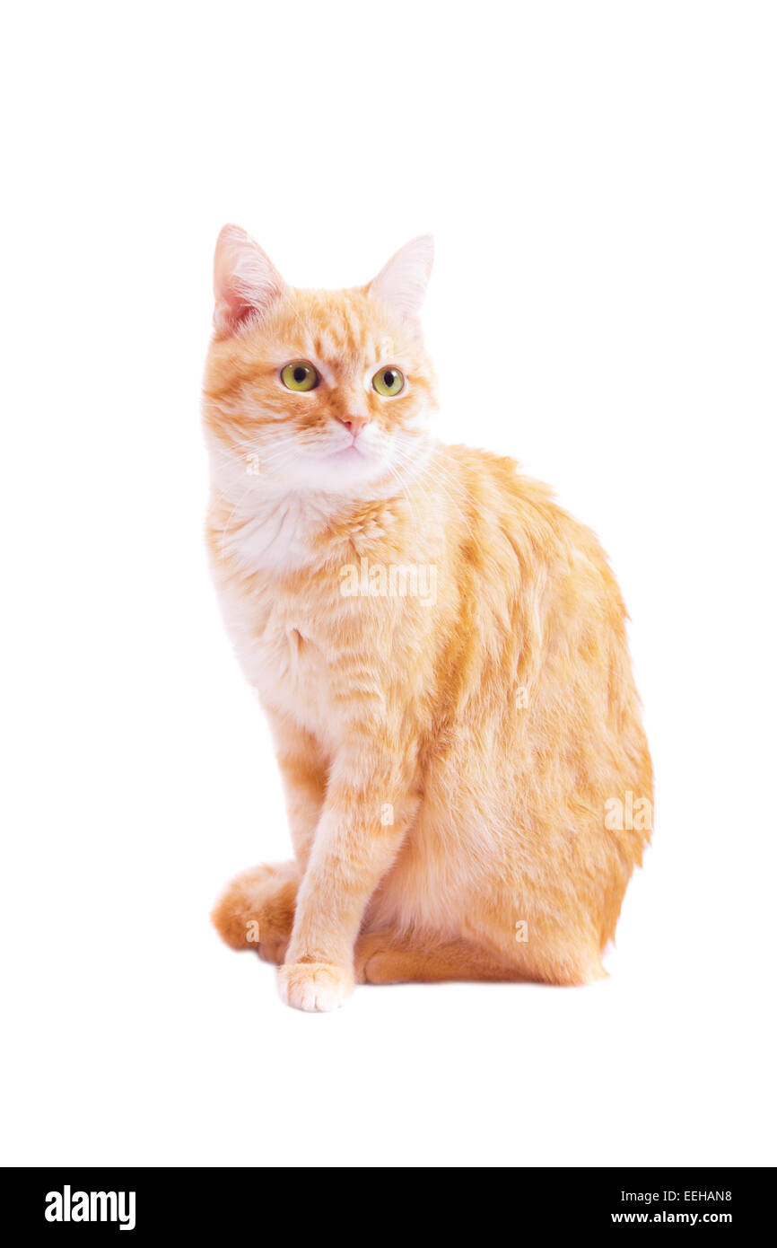 Rote Katze auf einem weißen Hintergrund isoliert Stockfoto