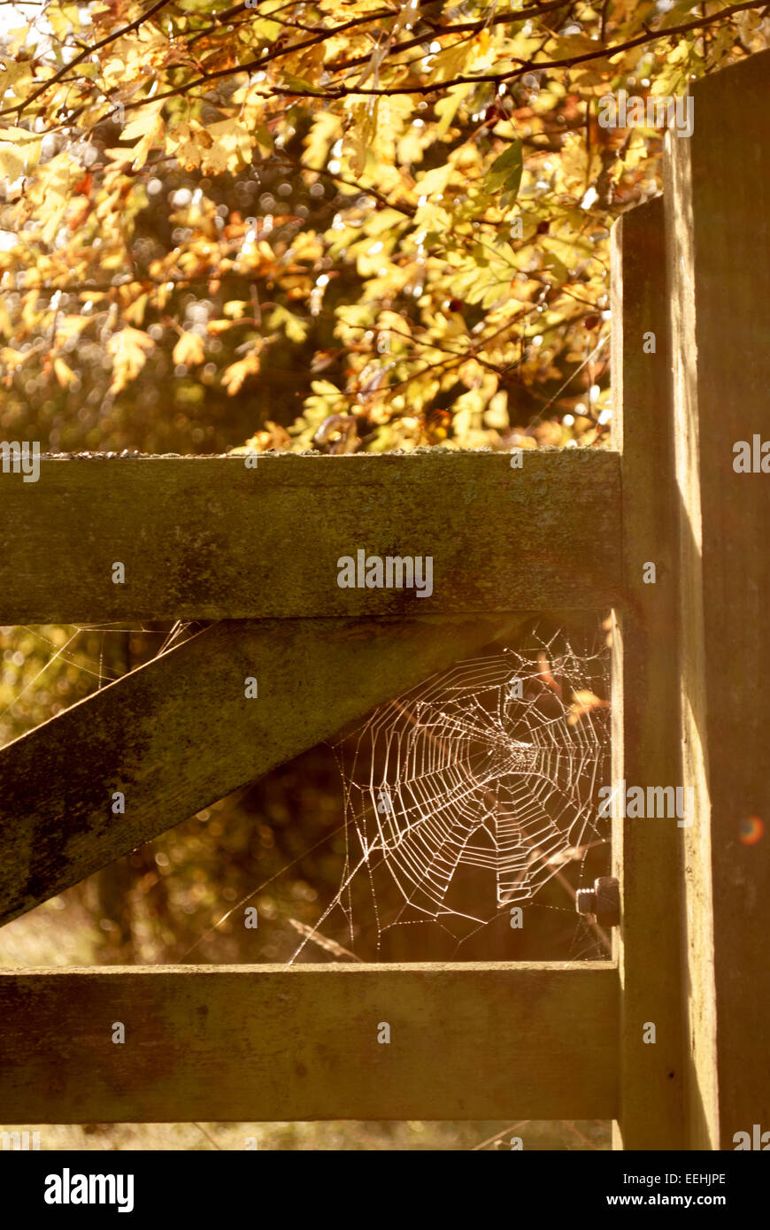 herbstliche Szene des traditionellen hölzernen ländlichen Hof mit glitzernden Spider web Stockfoto
