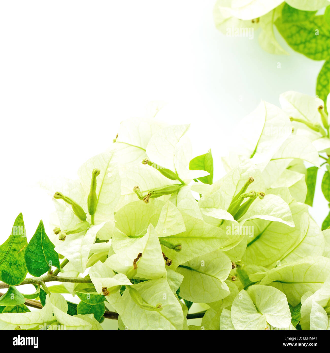 Bougainvillea-Tropenblume in grüner Farbe auf blauem Hintergrund isoliert Stockfoto