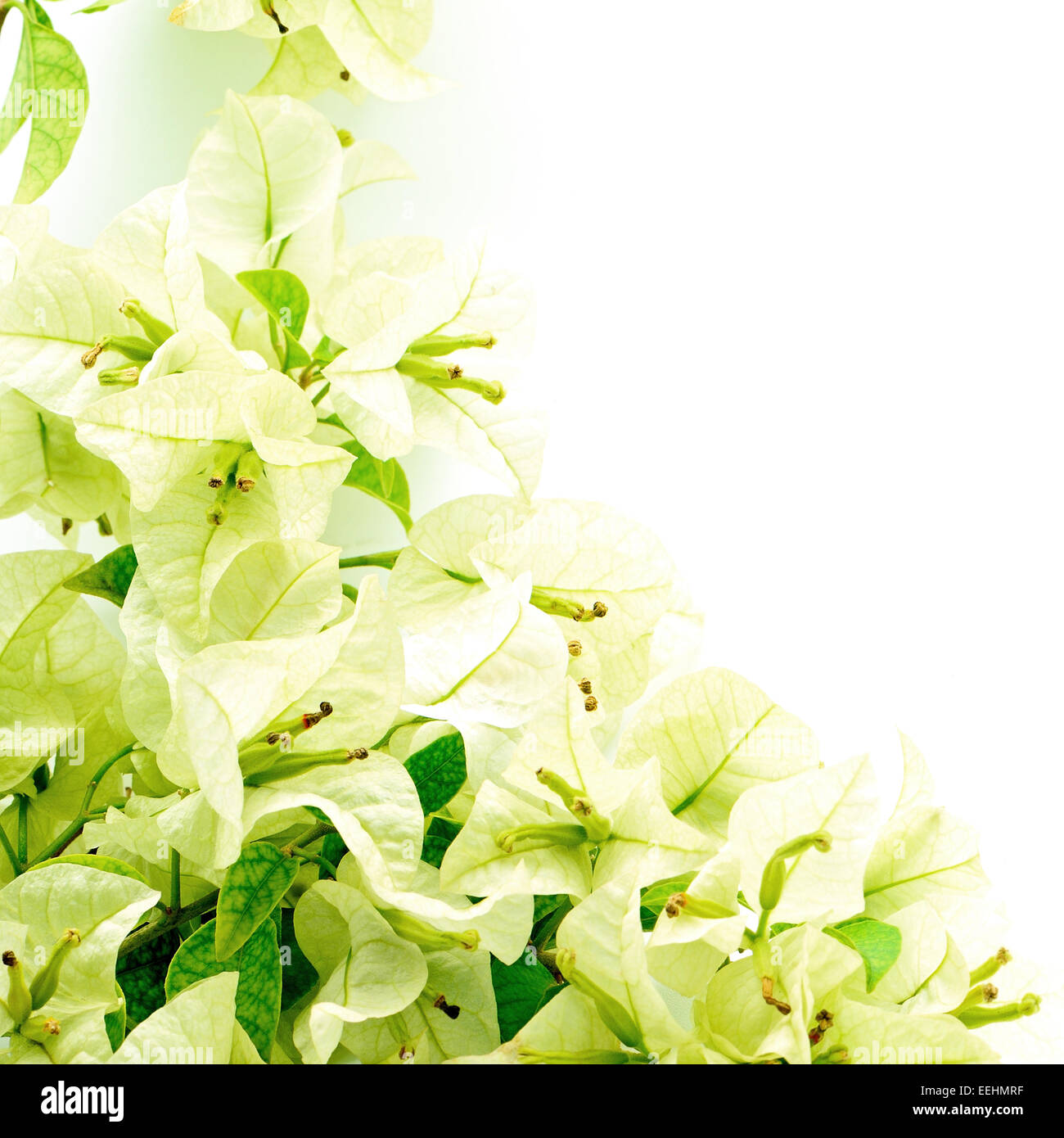 Bougainvillea-Tropenblume in grüner Farbe auf blauem Hintergrund isoliert Stockfoto