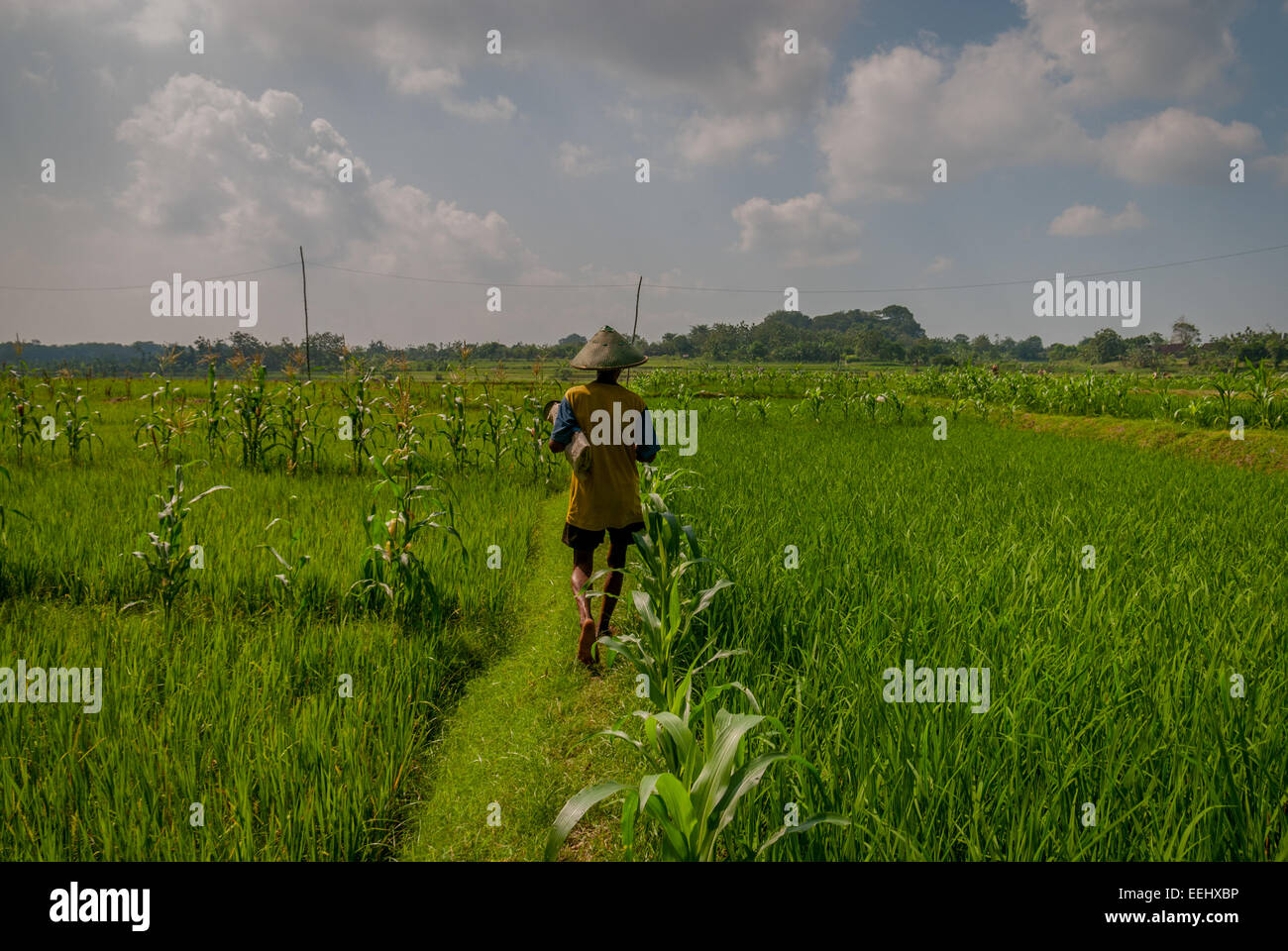 Ein Bauer geht auf einem Deich durch Reisterrassen, während er täglich Gras sammelt, um Vieh in Blora, Zentraljava, Indonesien, zu füttern. Stockfoto