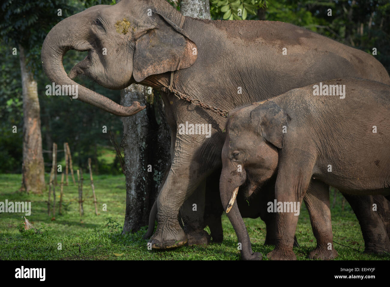 Erwachsene und Jugendliche Elefanten im Nationalpark Way Kambas, Indonesien. Stockfoto