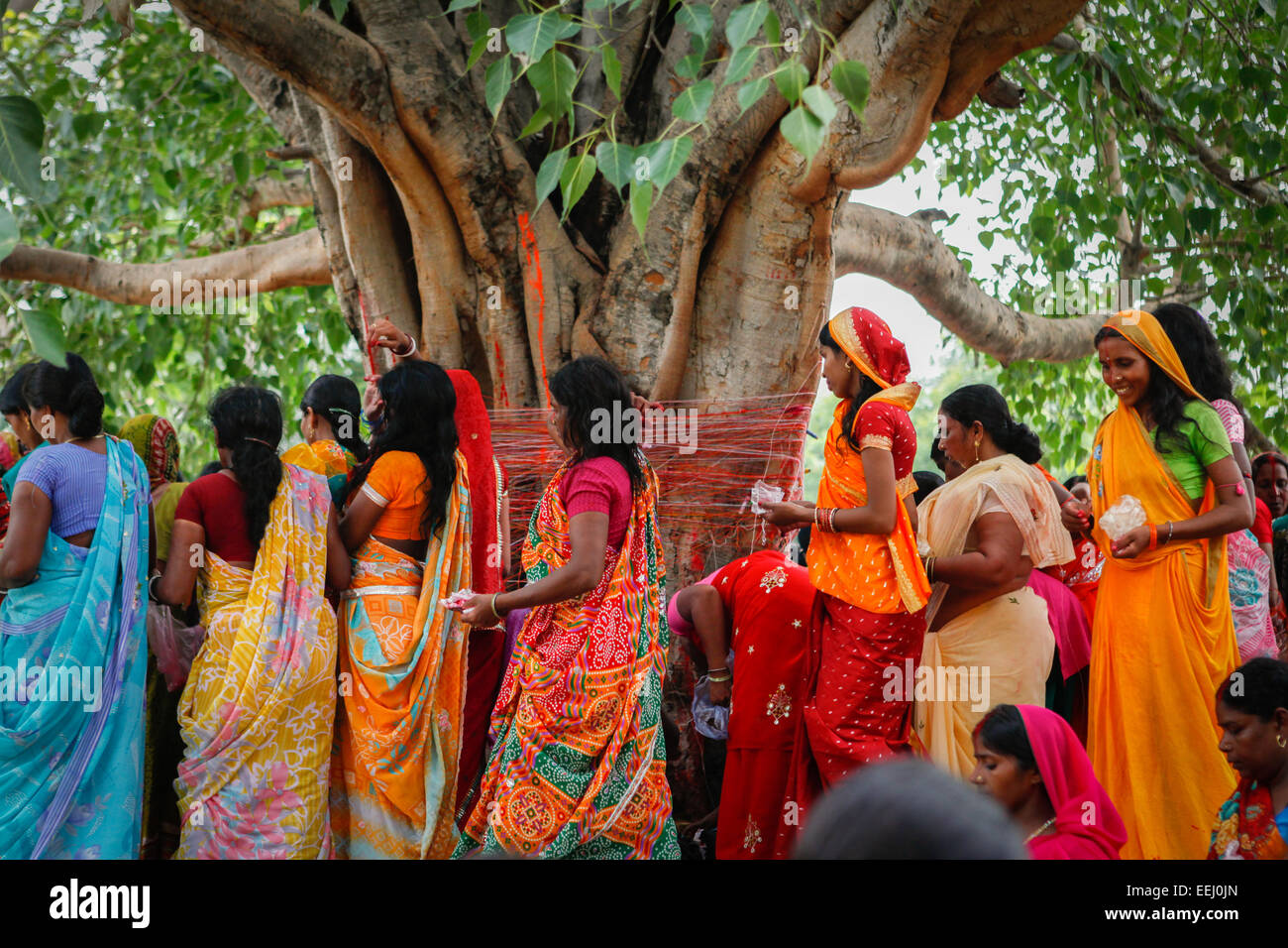 Frauen, die während eines Rituals in Rajgir, Bihar, Indien, um einen heiligen Baum herumlaufen. Stockfoto