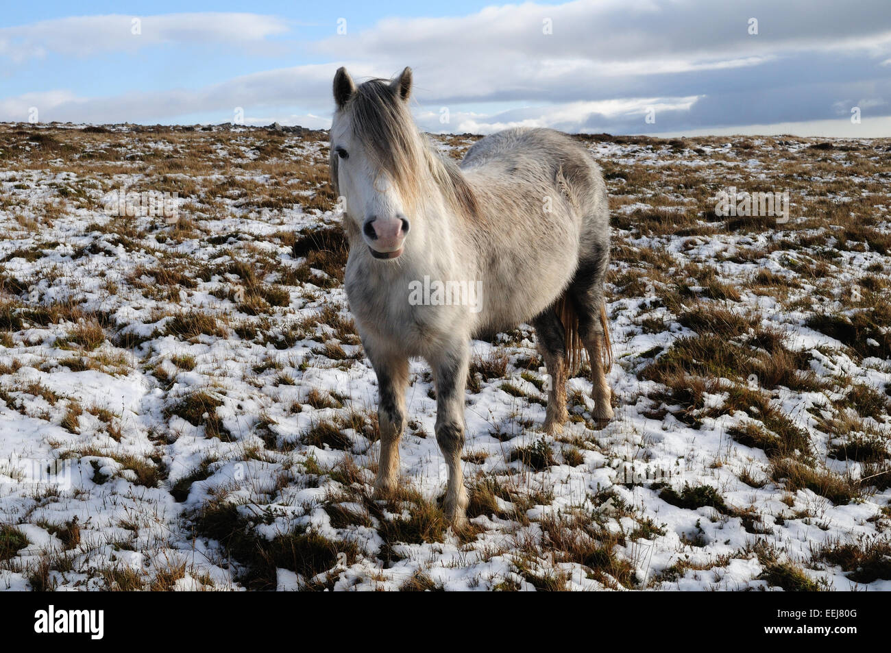 Wilde Welsh grau Pony am Black Mountain Range im Schnee Brecon Beacons Nationalpark Carmarthenshire Wales Stockfoto