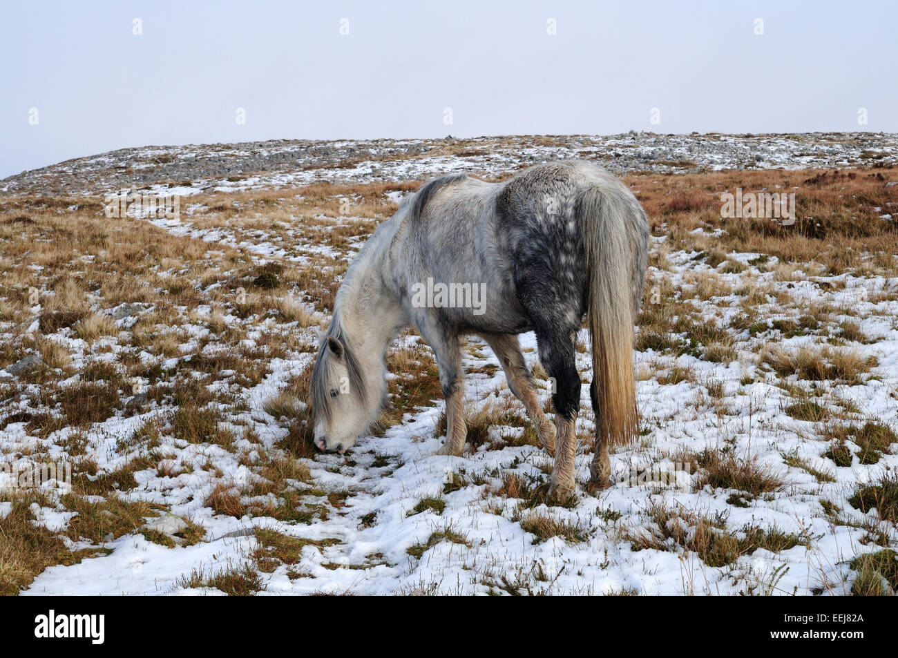 Wilde Welsh grau Pony Beweidung durch Schnee auf der Black Mountain Range Brecon Beacons National Park Carmarthernshire Wales Stockfoto