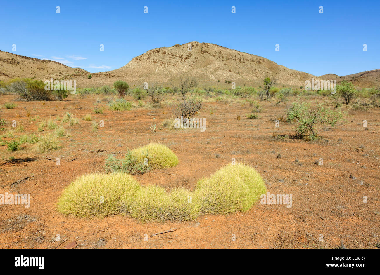 Spinifex wächst in aridem Land, Flinders Ranges, South Australia Stockfoto