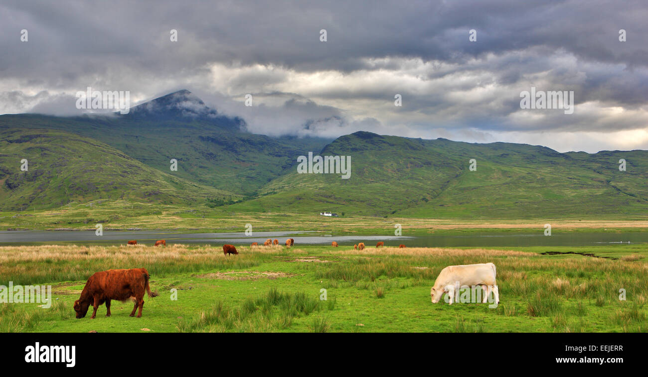 Kühe auf der Wiese unter einem bewölkten Ben More auf der Isle of Mull abgedeckt Stockfoto
