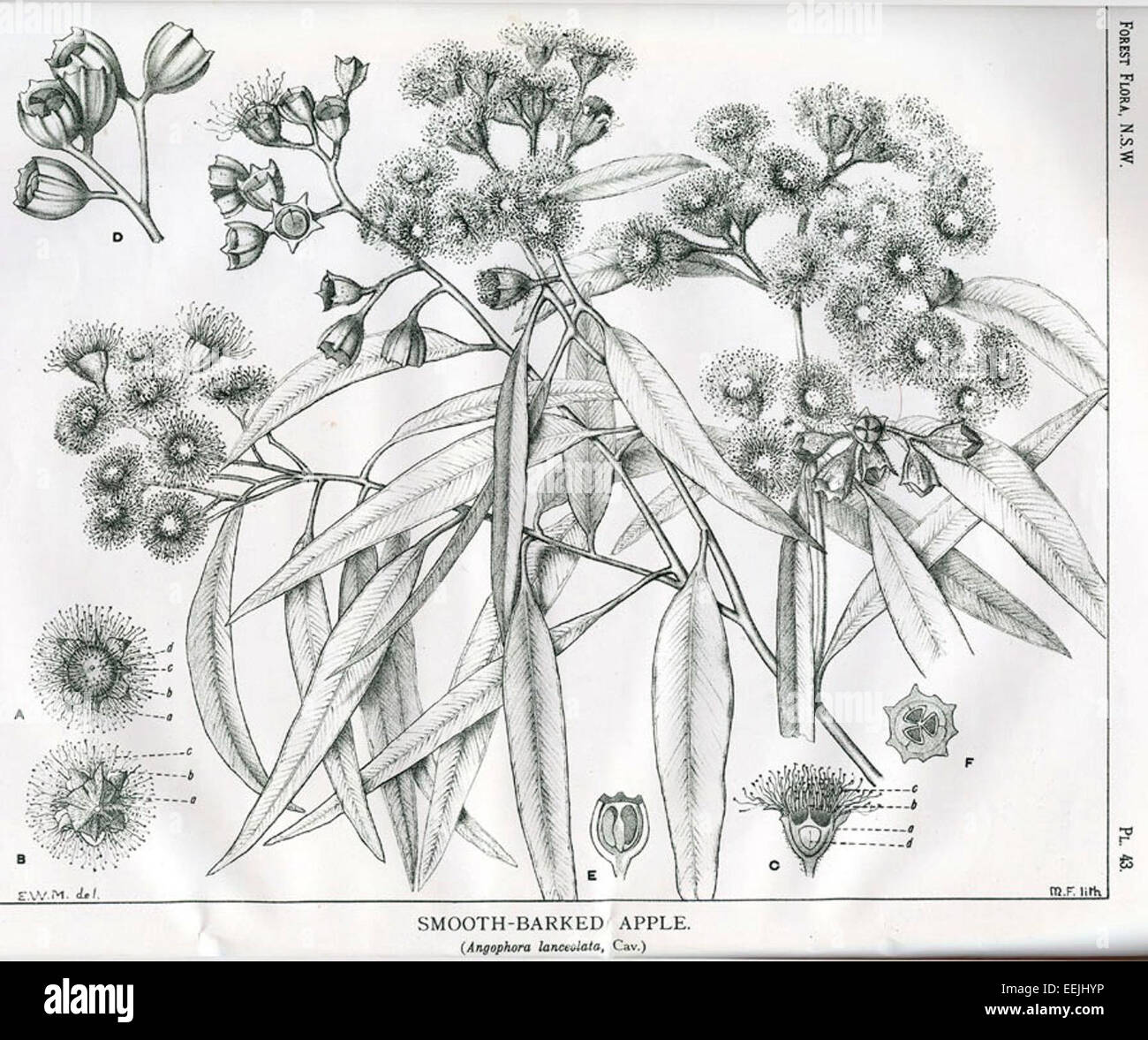 Ffpl scheint ein Akronym oder Code zu sein, aber es sind weitere Informationen erforderlich, um seine Bedeutung oder Referenz zu klären. Stockfoto