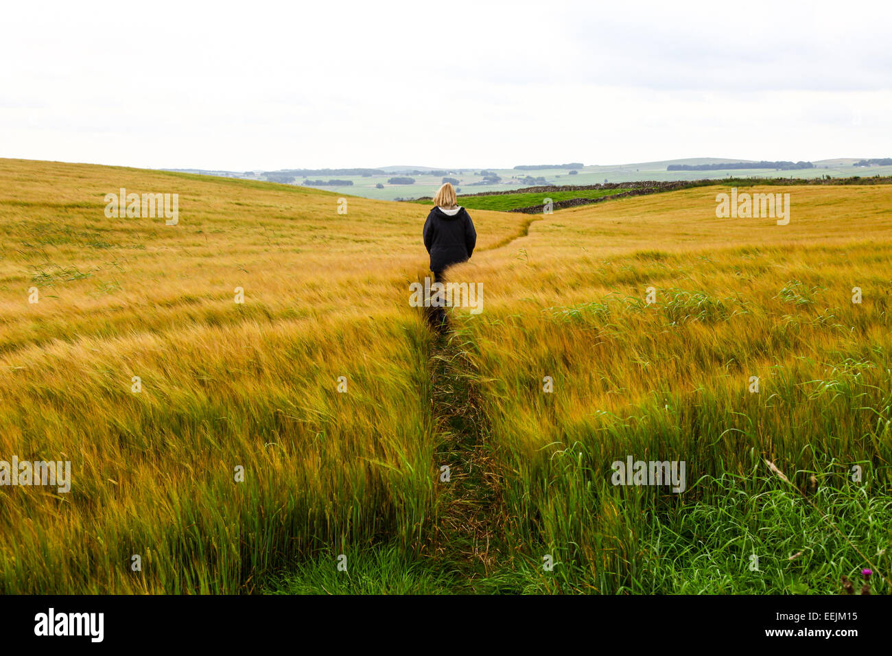 Eine Frau zu Fuß auf einem Pfad durch ein Gerstenfeld mit Rasen-Abschied, um den Pfad zu bilden Stockfoto
