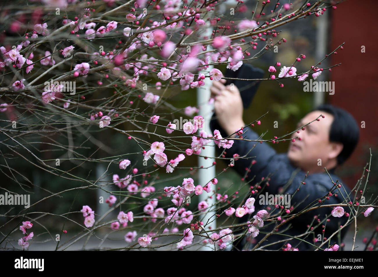 Enshi, Chinas Provinz Hubei. 19. Januar 2015. Ein Mann nimmt Bilder der Pflaumenblüte in Enshi Tujia-Miao autonome Präfektur, Zentral-China Hubei Provinz, 19. Januar 2015. Obwohl es kalten Winter in vielen Teilen von China ist, haben einige Vorfrühlingsblüher bereits wegen der relativ hohen Temperatur hier in Enshi blühte. Bildnachweis: Hao Tongqian/Xinhua/Alamy Live-Nachrichten Stockfoto