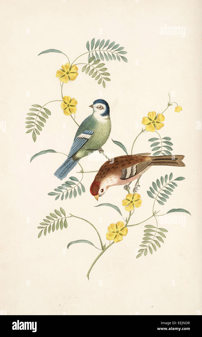 George Brookshaw war ein englischer Künstler, der für seine botanischen Illustrationen im 18. Und frühen 19. Jahrhundert bekannt war. Seine Werke werden für ihre Detailgenauigkeit und genaue Darstellung der Pflanzen gefeiert. Stockfoto