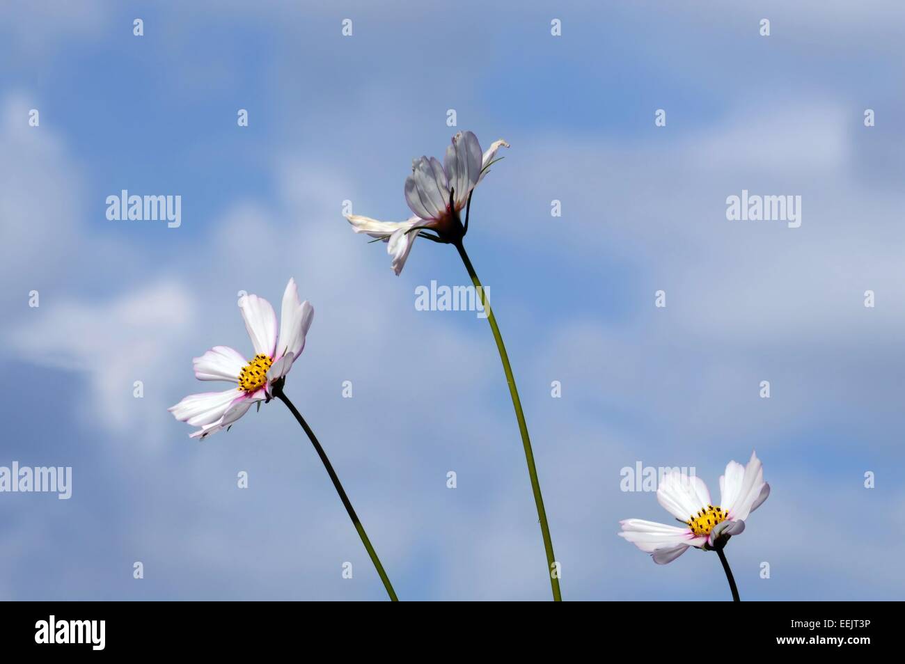 drei weiße Blüten vor blauem Himmel mit weißen geschwollenen Wolken, Kosmos, Blumen in den Himmel Stockfoto