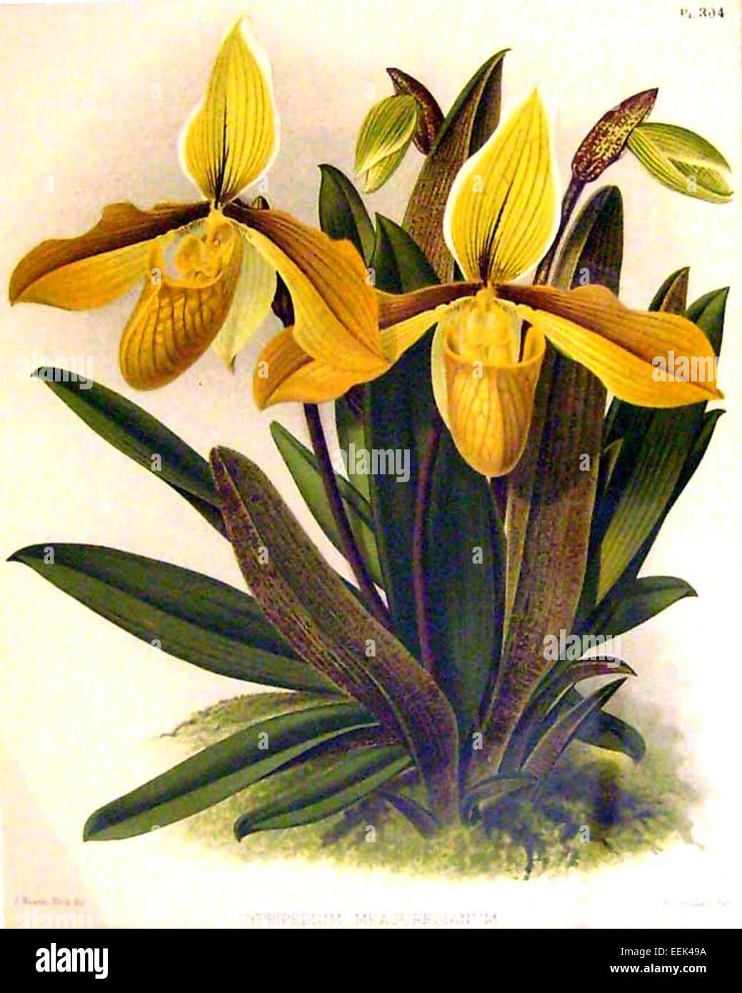 John Nugent Fitch war ein in Großbritannien geborener amerikanischer Künstler und Illustrator, der für seine Werke im frühen 20. Jahrhundert bekannt war. Er erlangte Anerkennung für seine detaillierten Illustrationen naturgeschichtlicher Themen. Stockfoto