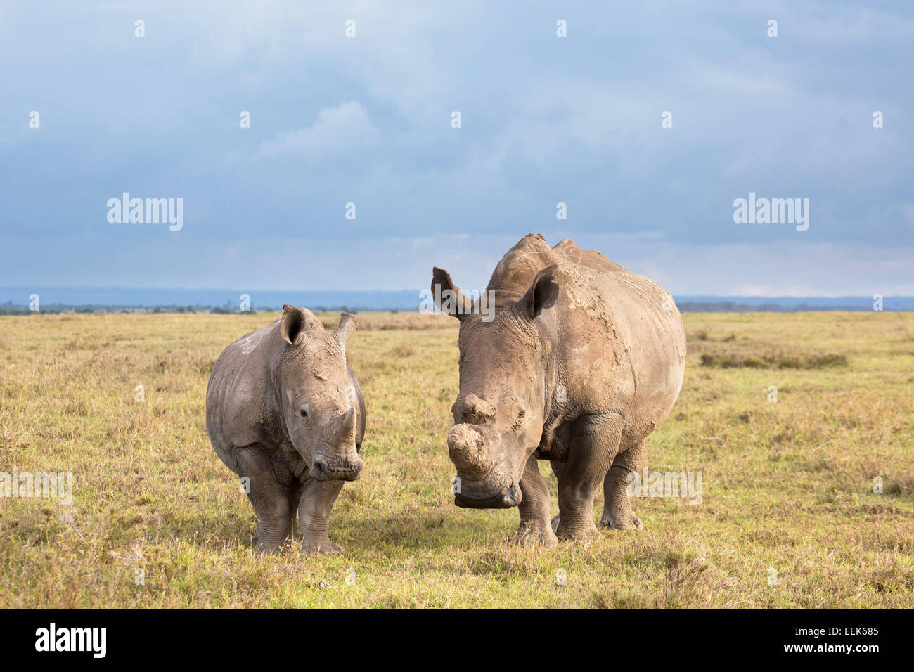 Weiblicher weißer Rhinoceros und Kalb im Ol Pejeta Conservancy in Kenia Stockfoto
