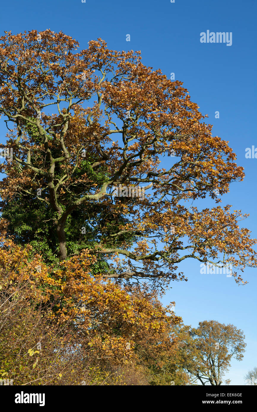 Herbstliche englische Eichen gegen ein strahlend blauer Himmel Stockfoto