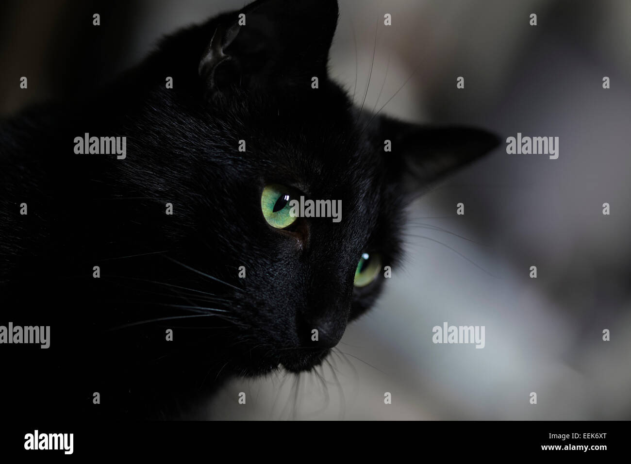 Nahaufnahme der schwarzen Katze mit grünen Augen Stockfoto
