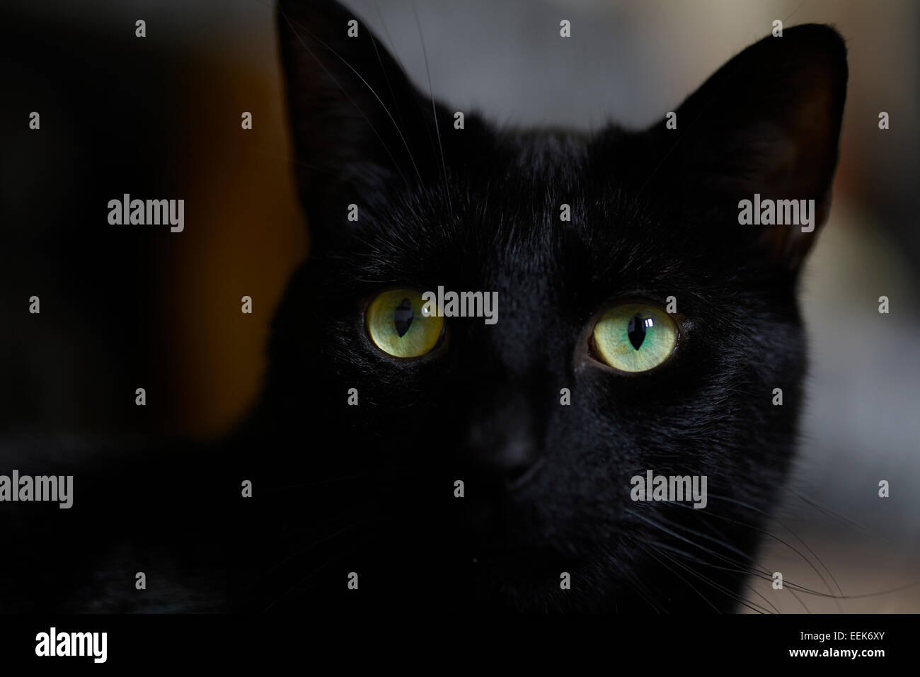 Nahaufnahme der schwarzen Katze mit grünen Augen Stockfoto