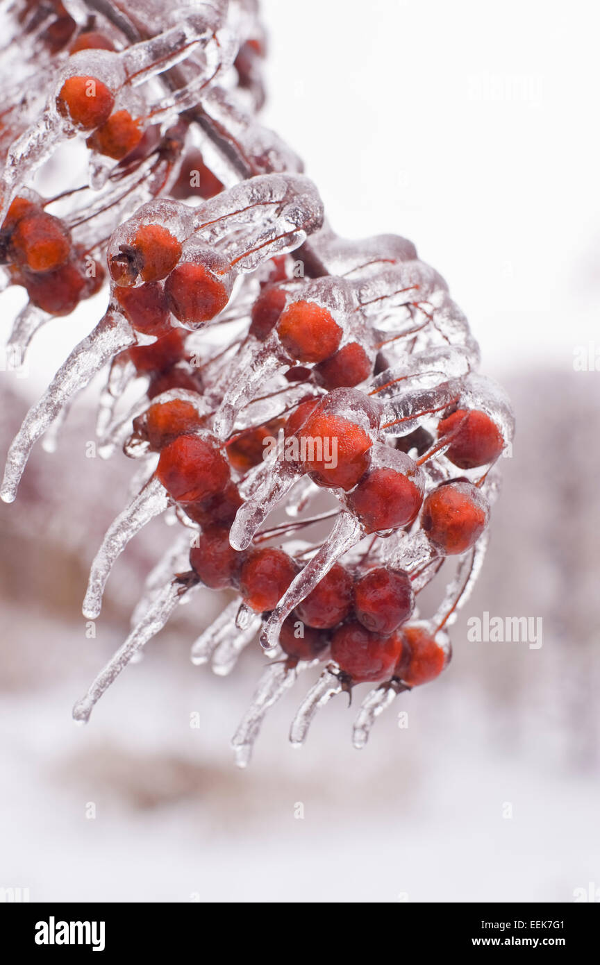 Beeren mit Eis bedeckt, nach einem Winter-Eis-Sturm, Toronto Kanada. Stockfoto