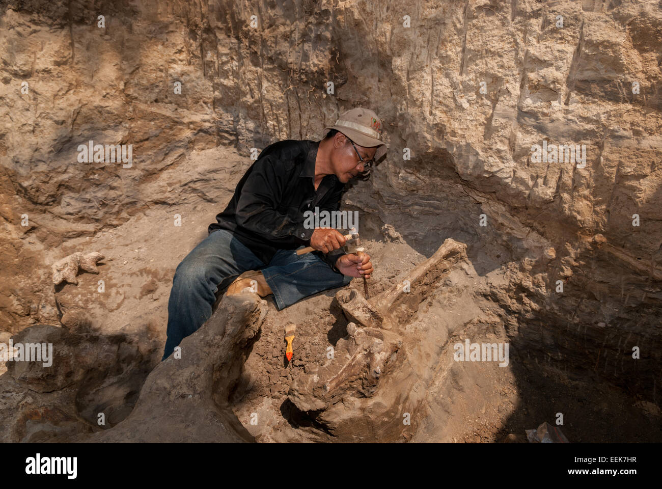 Ein Mitglied des Vertebrate-Forschungsteams der Indonesian Geological Agency arbeitet an der Ausgrabungsstätte von Elephas hysudrindicus in Blora, Indonesien. Stockfoto