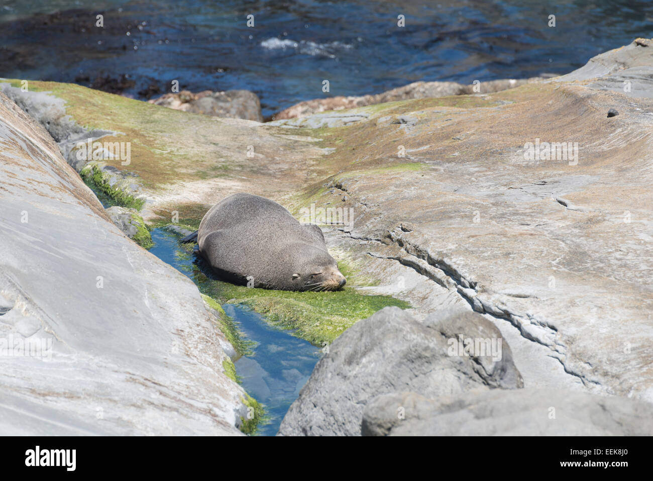 Seebär am Cape Palliser, Neuseeland schlafen, bin Schlafende Robbe Cape Palliser, Neuseeland, Nordinsel Stockfoto