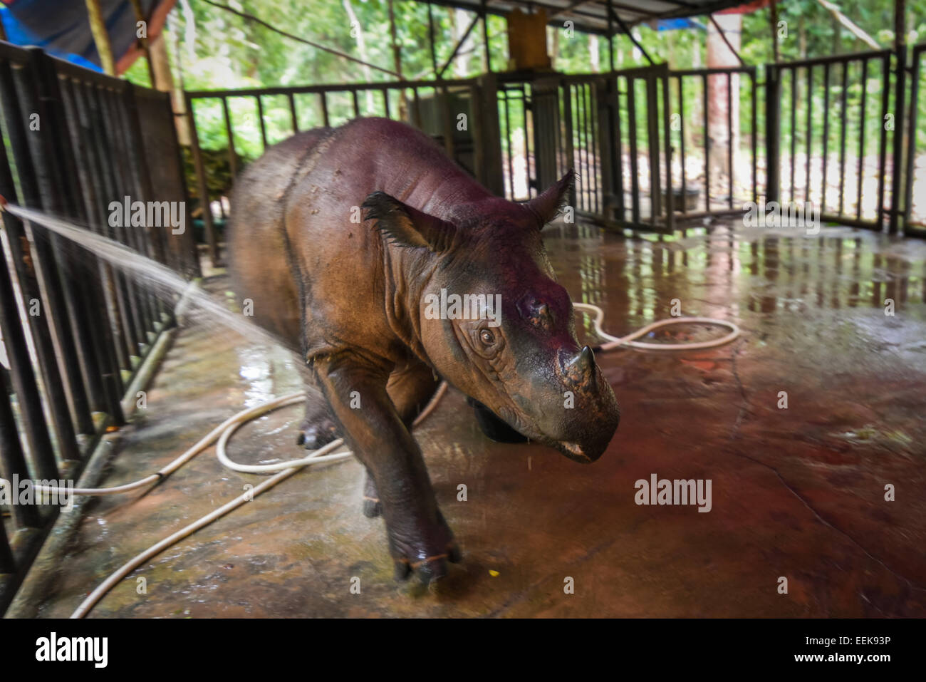 Badezeit für Bina, Erwachsene weibliche Sumatranashorn auf Sumatra Nashornschutzgebiet, Weg Missions-Nationalpark. Stockfoto