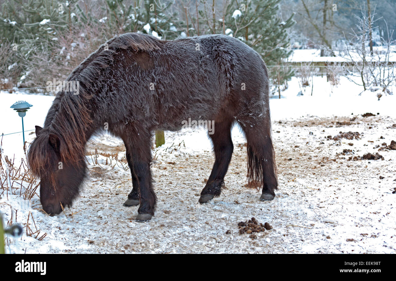 Eine isländische Pferd im Winter Mantel versucht, Lebensmittel unter dem Schnee zu finden. Das Fell ist im Rauhreif bedeckt. Stockfoto