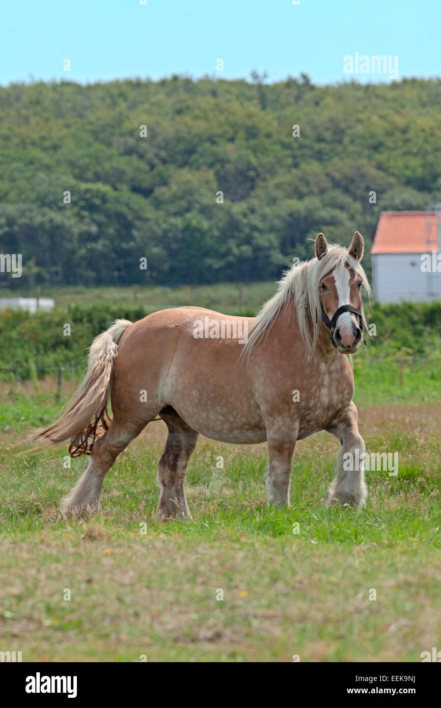 Pferd im Trab im Sonnenschein auf grünem Gras innen Weidezaun, betrachten Sie Stockfoto