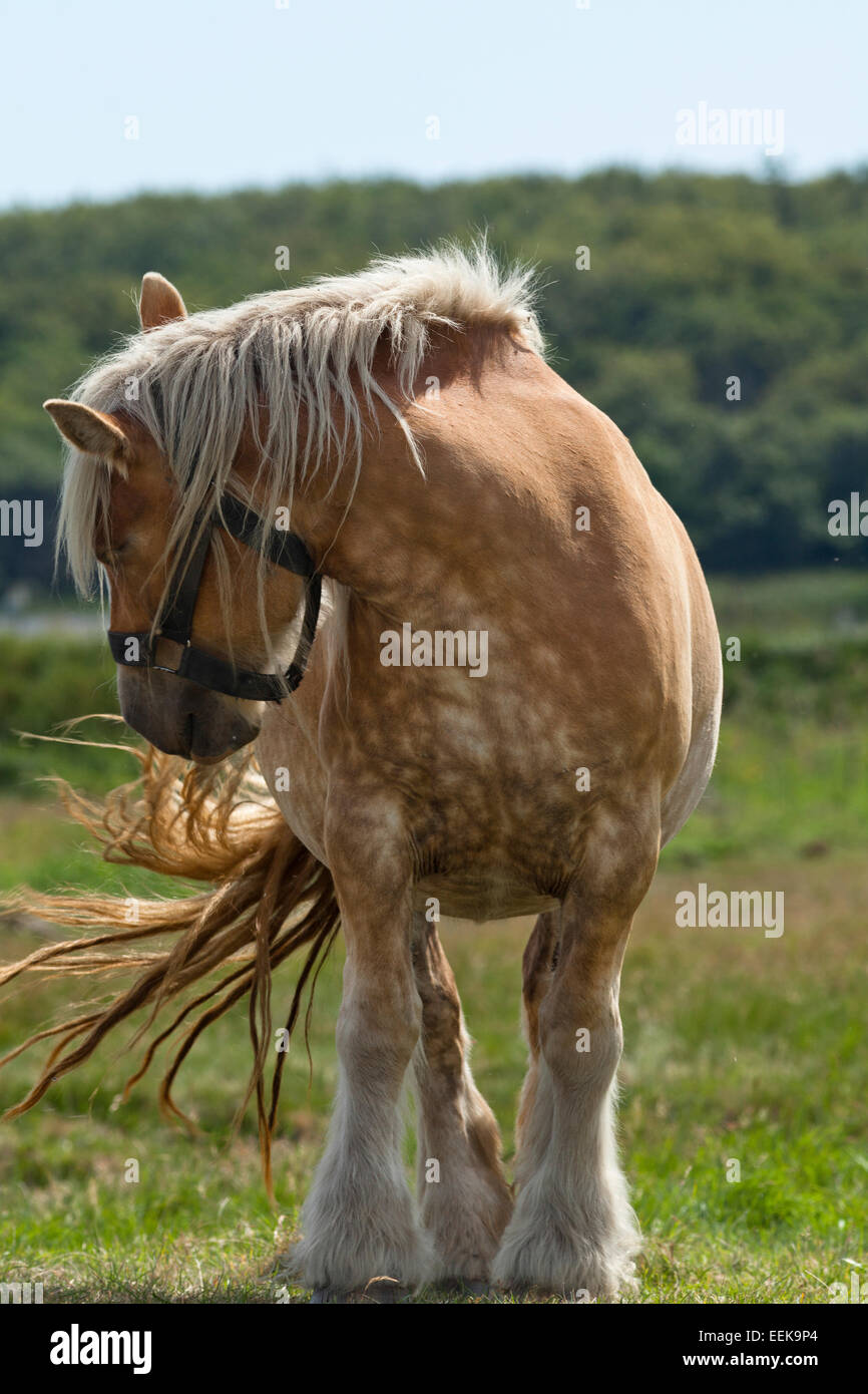 Pferd stehend im Sonnenschein auf grünem Gras in elektrischen Zaun, drehen Sie den Kopf auf die Seite Stockfoto