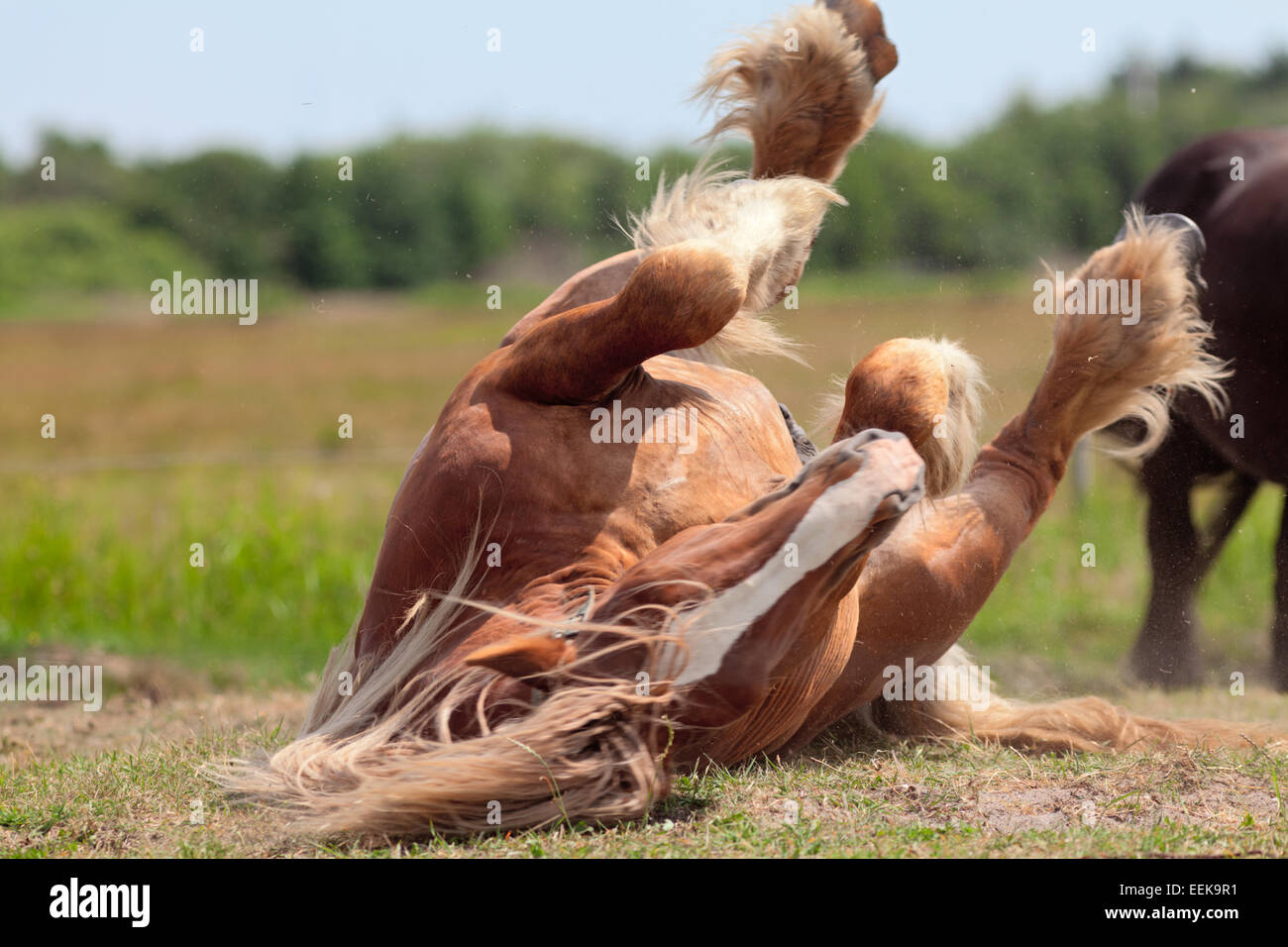 Pferd rollt sich auf den Rücken in die Sonne auf grünem Gras innen Weidezaun, scherzen, Beine in