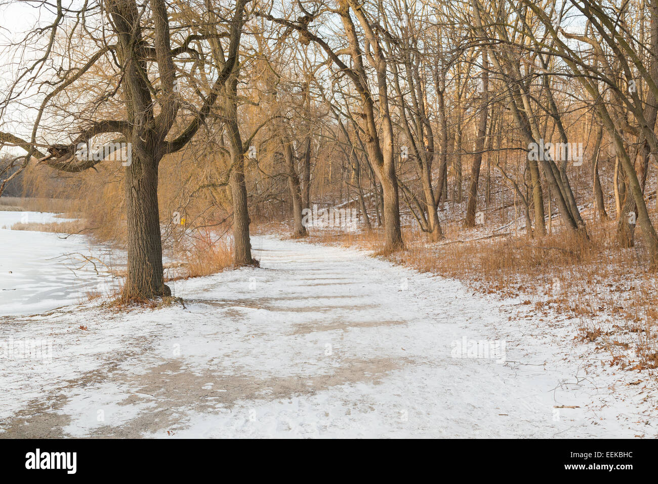 Ein Fußgängerweg im Winter mit Schnee auf dem Boden und Bäume ohne Blätter Stockfoto