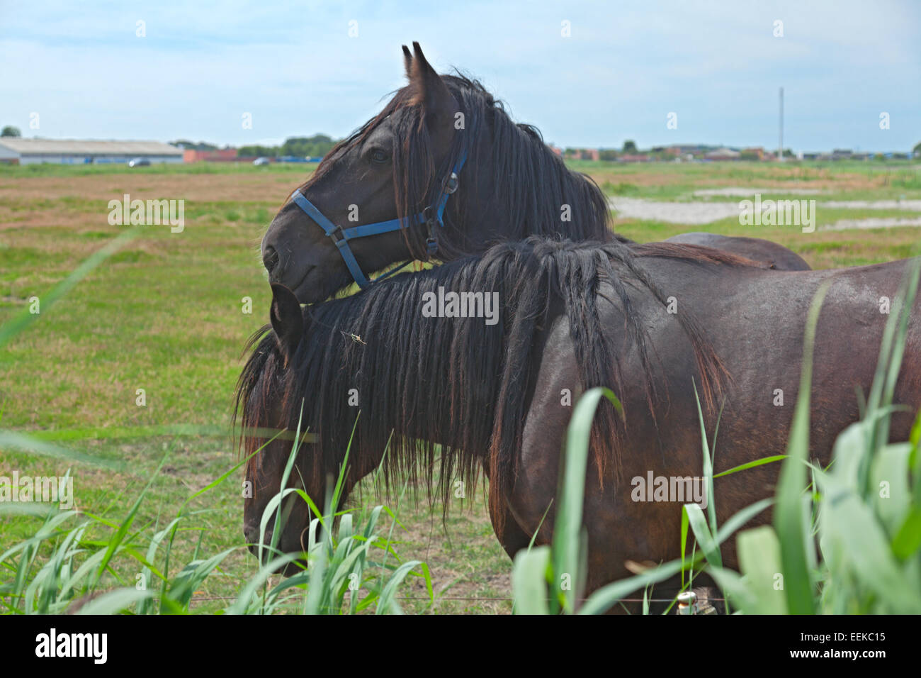 Zwei Pferde auf jeder anderen schiefen im Sonnenschein auf grünem Gras in elektrischen Zaun. Ein Blick nach unten, die anderen Geradeaus Stockfoto