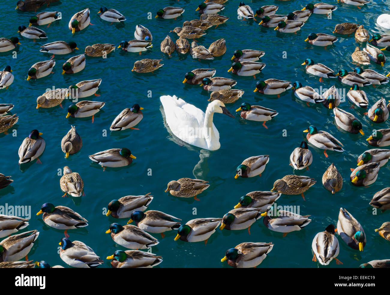 Große Mengen von Enten und Schwäne. Ein Konzept für "odd one Out" Stockfoto