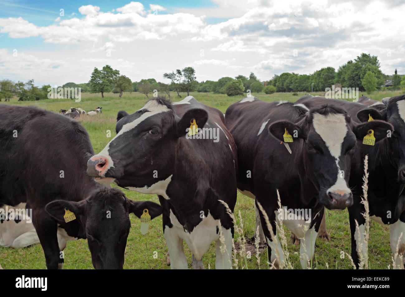 Kühe, die sich über den elektrischen Zaun, um zu sehen, was der Fotograf bis zu. schauen in die Kamera Stockfoto