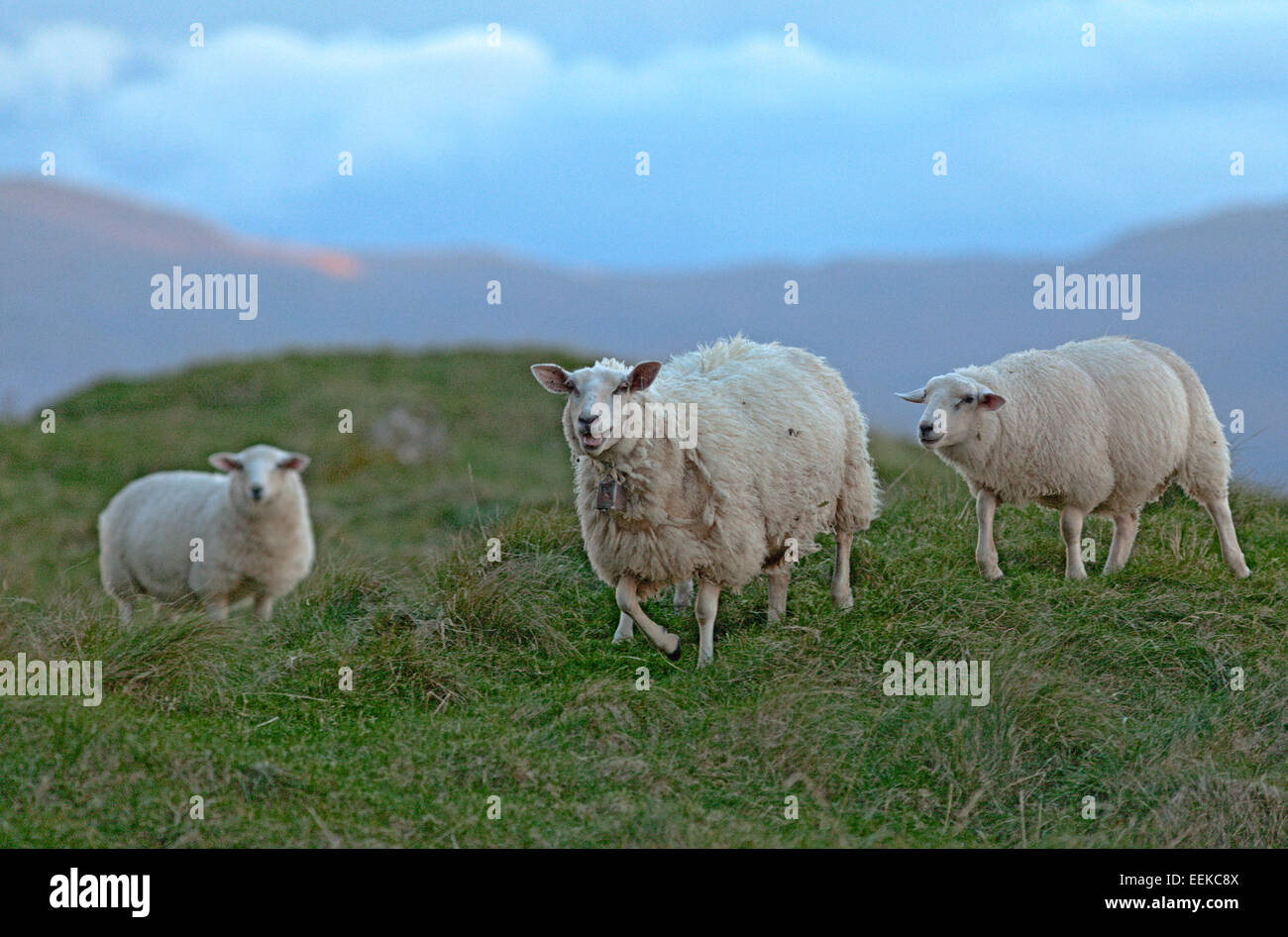 Weidende Schafe mit lämmern an der Atlantikküste, Norwegen Stockfoto