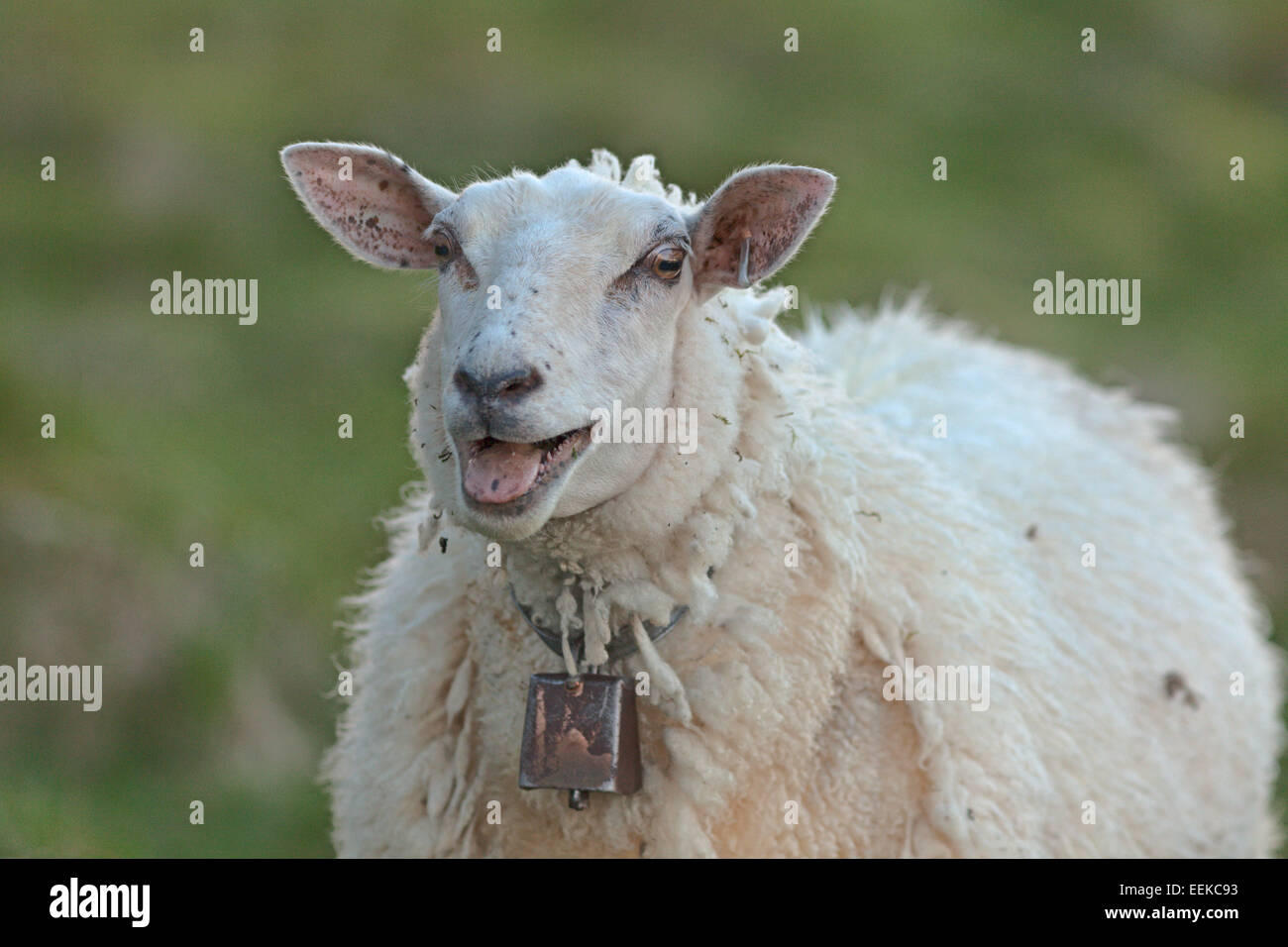 Weidende Schafe mit lämmern an der Atlantikküste, Norwegen Stockfoto