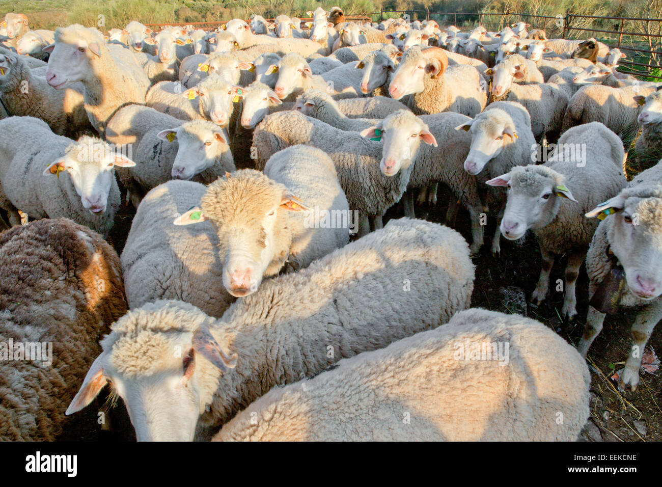 Einige ältere Schafe stehen am eingezäunten Corral, Extremadura, Spanien Stockfoto