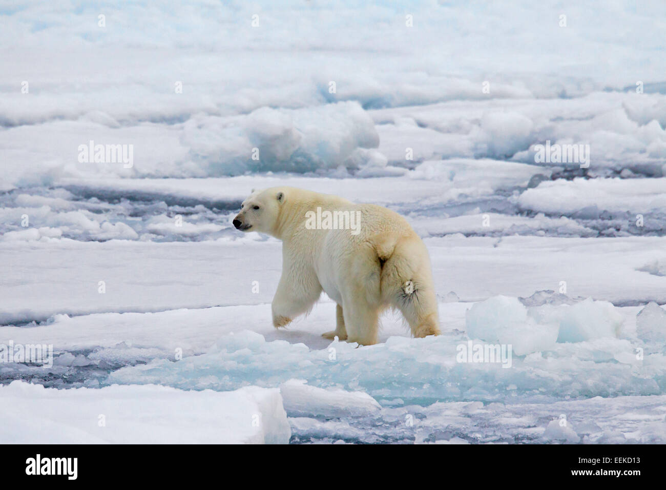 Eisbär (Ursus Maritimus / Thalarctos Maritimus) zu Fuß auf Packeis, Svalbard / Spitzbergen, Norwegen Stockfoto