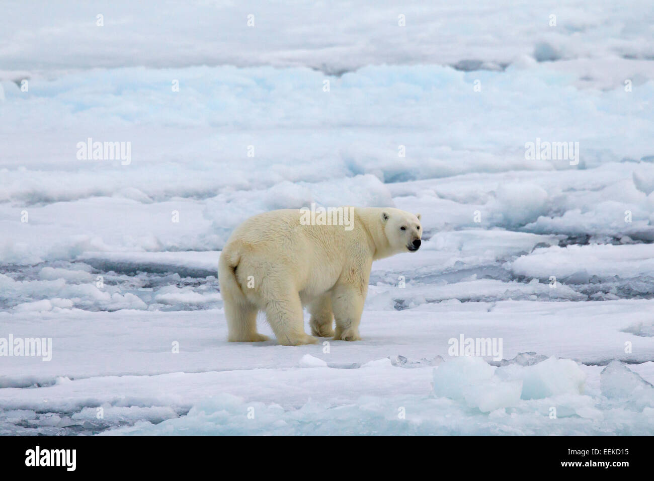 Eisbär (Ursus Maritimus / Thalarctos Maritimus) zu Fuß auf Packeis, Svalbard / Spitzbergen, Norwegen Stockfoto