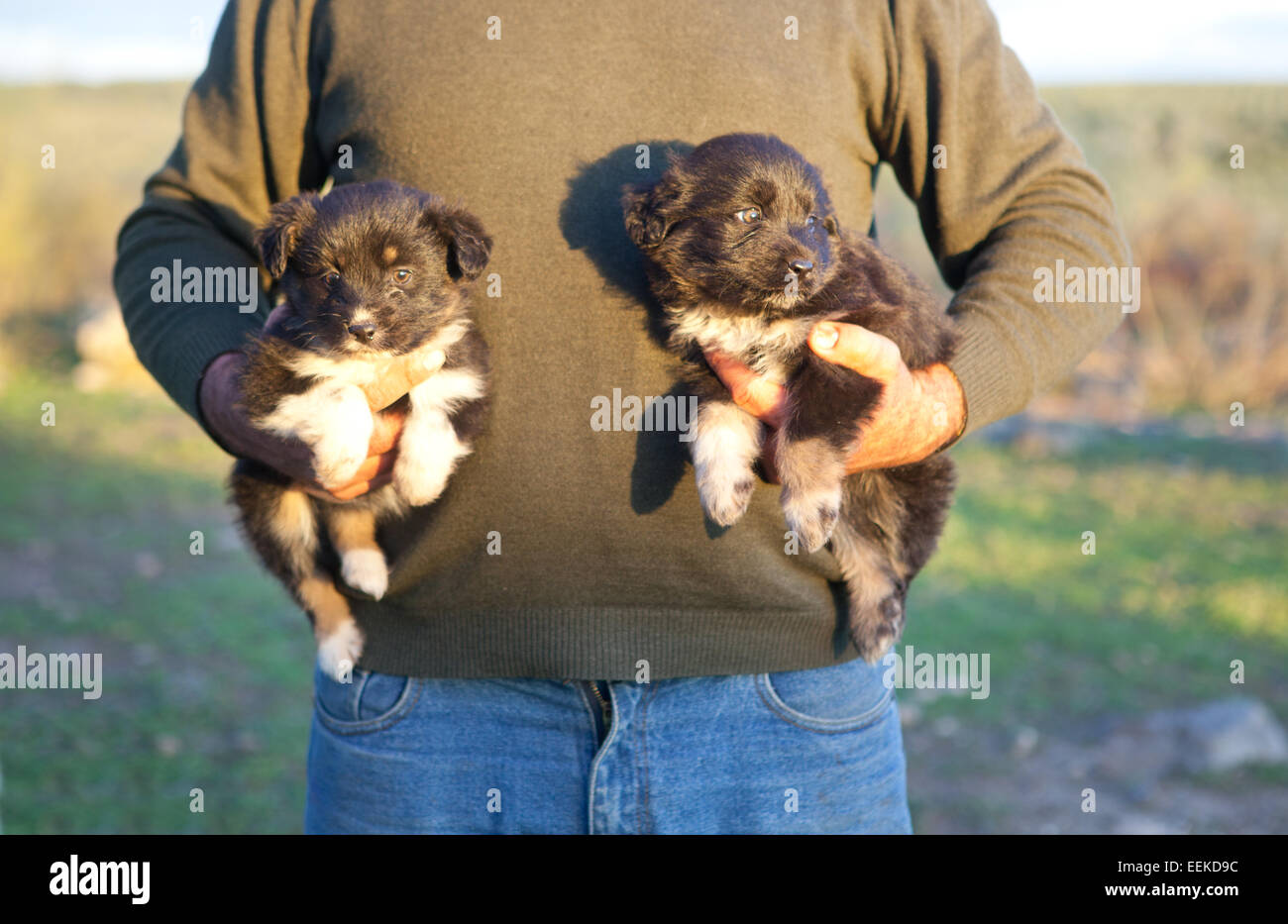 Cute adorable Baby Hunde in den Armen eines Mannes, Extremadura, Spanien Stockfoto