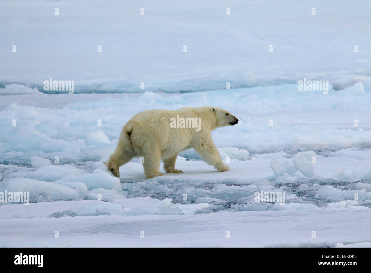 Eisbär (Ursus Maritimus / Thalarctos Maritimus) zu Fuß auf Packeis, Svalbard / Spitzbergen, Norwegen Stockfoto