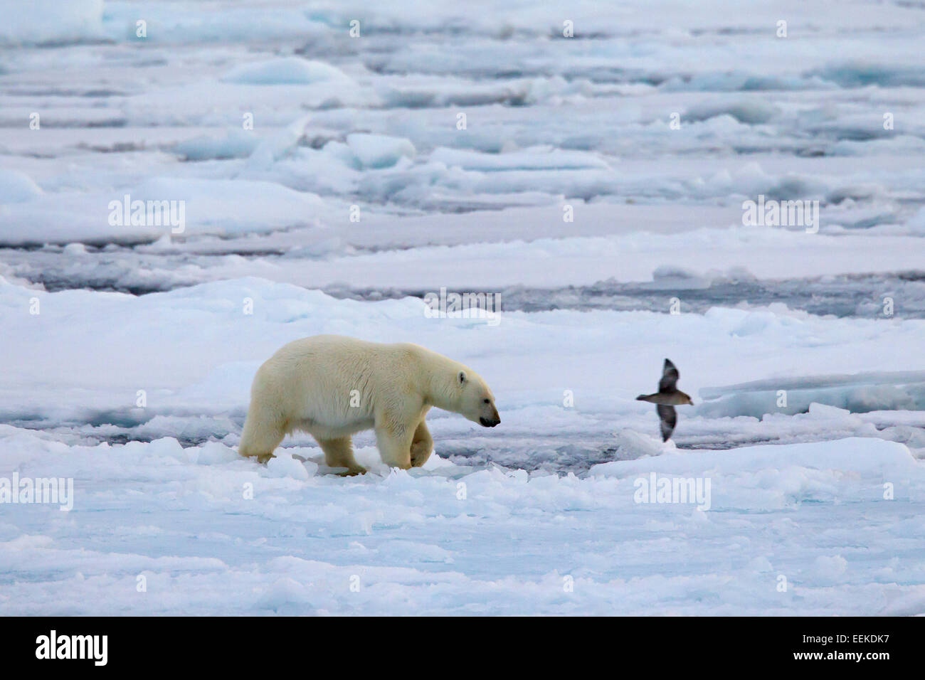 Eisbär (Ursus Maritimus / Thalarctos Maritimus) zu Fuß auf Packeis, Svalbard / Spitzbergen, Norwegen Stockfoto